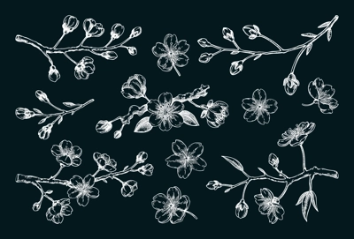 Sakura flower sketches. Cherry blossom vector illustration. Hand-drawn spring flower chalk drawings. Not AI generated